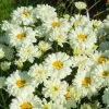 Roots Plants Leucanthemum 'Victorian Secret' | Daisy | 3L Pot 2 Roots Plants Leucanthemum 'Victorian Secret' | Daisy | 3L Pot
