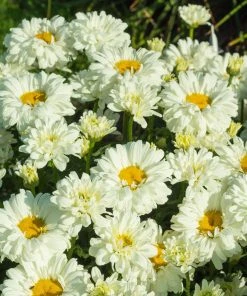 Roots Plants Leucanthemum 'Victorian Secret' | Daisy | 3L Pot
