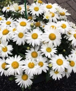 Roots Plants Perennials Leucanthemum 'Western Star Taurus' | Daisy | 3L Pot 7 Roots Plants Perennials Leucanthemum 'Western Star Taurus' | Daisy | 3L Pot