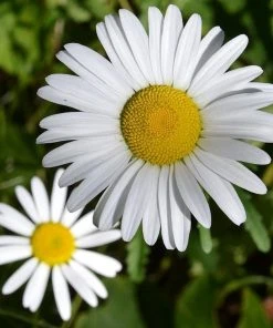 Roots Plants Perennials Leucanthemum 'Western Star Taurus' | Daisy | 3L Pot