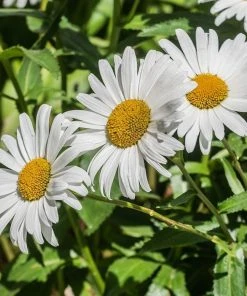 Roots Plants Perennials Leucanthemum 'Western Star Taurus' | Daisy | 3L Pot