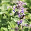 Roots Plants Perennials Nepeta 'Walkers Low' 1 Roots Plants Perennials Nepeta 'Walkers Low'