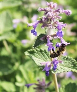 Roots Plants Perennials Nepeta 'Walkers Low'