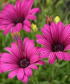 Roots Plants Osteospermum 'Tresco Purple' | 3L Pot