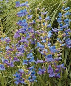 Roots Plants Perennials Penstemon 'Electric Blue' | 2L Pot