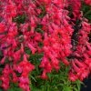 Roots Plants Penstemon 'Quartz Red' | 3L Pot Perennials 1 Roots Plants Penstemon 'Quartz Red' | 3L Pot Perennials