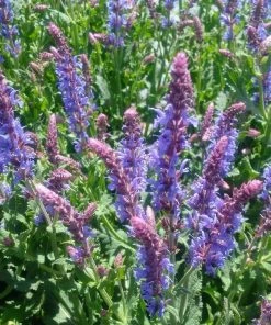 Roots Plants Salvia 'Blue Hill' | 2L Pot
