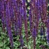 Roots Plants Salvia 'Caradonna' Perennials
