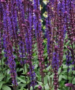 Roots Plants Salvia 'Caradonna' Perennials