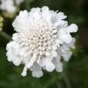 Roots Plants Scabiosa 'Flutter Pure White' | 3L Pot 1 Roots Plants Scabiosa 'Flutter Pure White' | 3L Pot