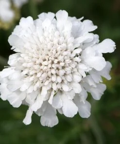 Roots Plants Scabiosa 'Flutter Pure White' | 3L Pot