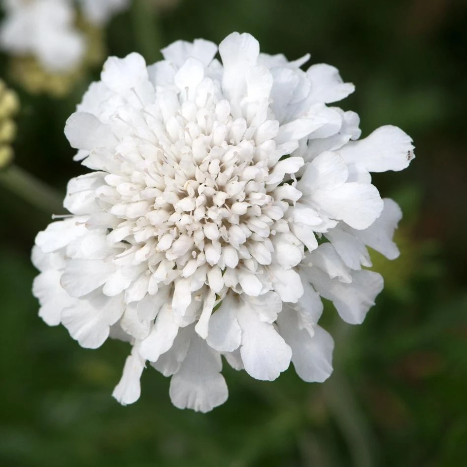 Roots Plants Scabiosa 'Flutter Pure White' | 3L Pot 3 Roots Plants Scabiosa 'Flutter Pure White' | 3L Pot