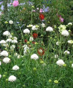 Roots Plants Scabiosa 'Flutter Pure White' | 3L Pot 7 Roots Plants Scabiosa 'Flutter Pure White' | 3L Pot