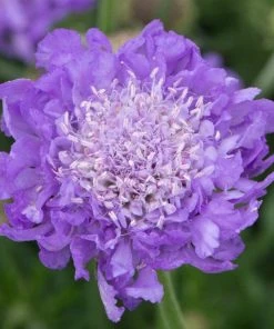 Roots Plants Scabiosa 'Mariposa Blue' | 3L Pot