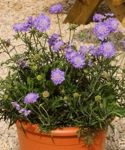 Roots Plants Scabiosa 'Mariposa Blue' | 3L Pot