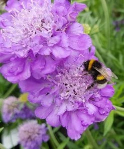 Roots Plants Scabiosa 'Mariposa Blue' | 3L Pot