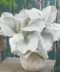 Roots Plants Senecio 'Angel Wings'