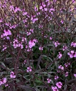 Roots Plants Verbena 'Bampton' | 3L Pot Verbenas