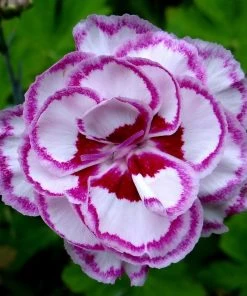 Roots Plants Perennials Dianthus 'Garden Pink Gran's Favourite'
