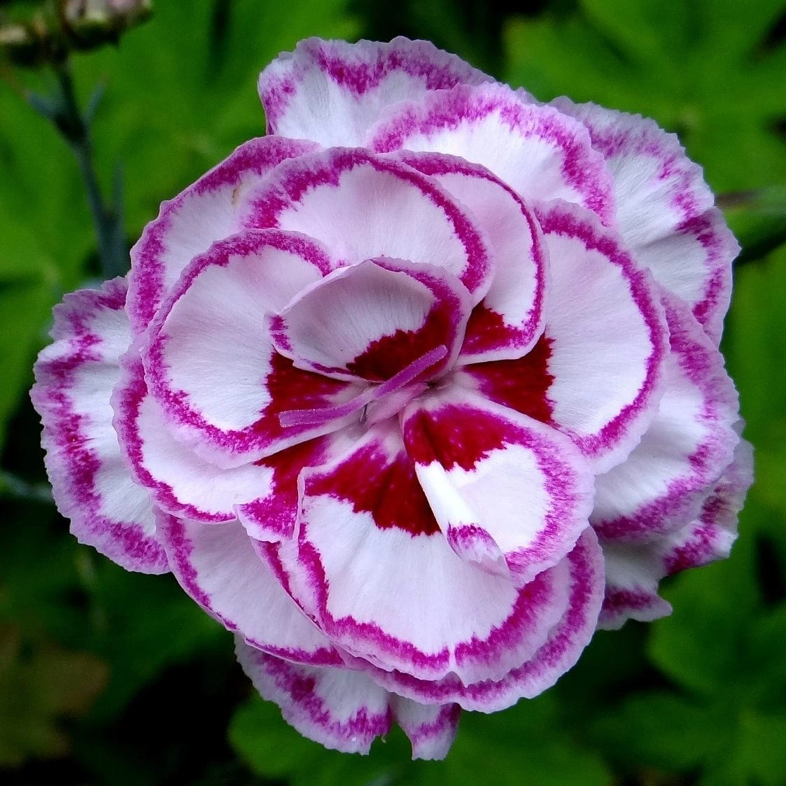 Roots Plants Perennials Dianthus 'Garden Pink Gran's Favourite' 4 Roots Plants Perennials Dianthus 'Garden Pink Gran's Favourite'