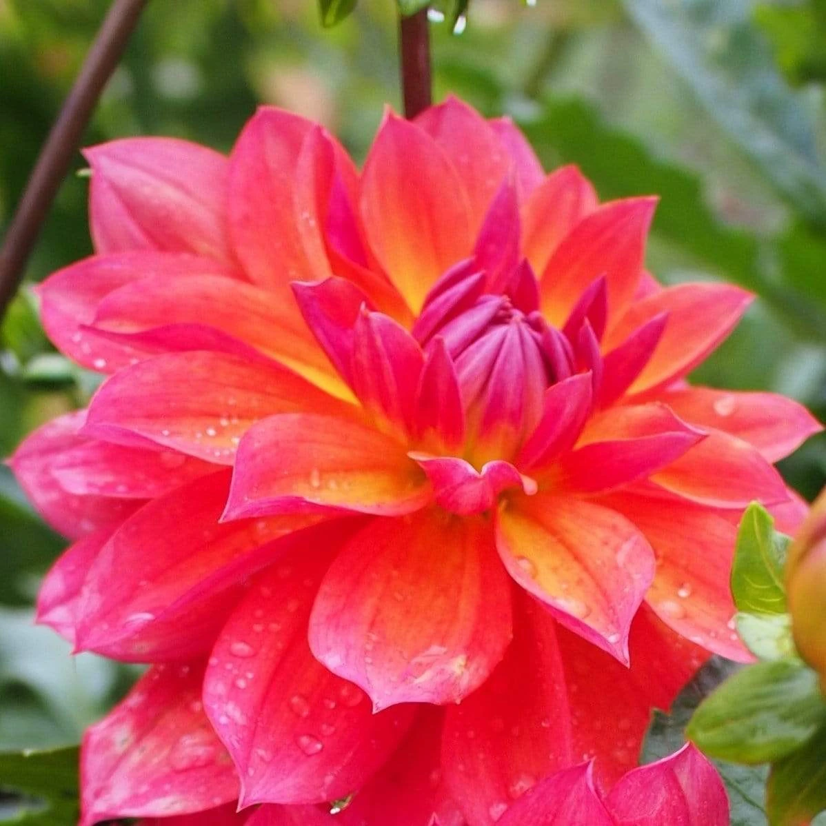 Roots Plants Dahlia 'Firepot' | 3L Pot Dahlias 3 Roots Plants Dahlia 'Firepot' | 3L Pot Dahlias