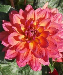 Roots Plants Dahlia 'Firepot' | 3L Pot Dahlias 7 Roots Plants Dahlia 'Firepot' | 3L Pot Dahlias
