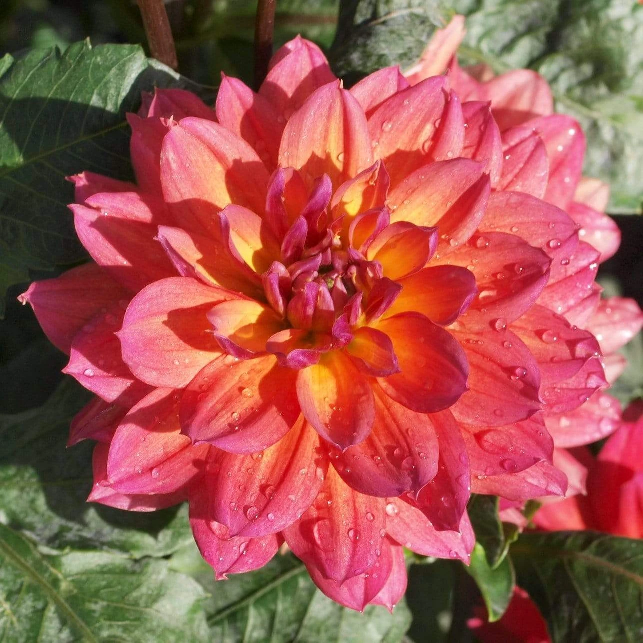 Roots Plants Dahlia 'Firepot' | 3L Pot Dahlias 5 Roots Plants Dahlia 'Firepot' | 3L Pot Dahlias