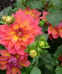 Roots Plants Dahlia 'Firepot' | 3L Pot Dahlias