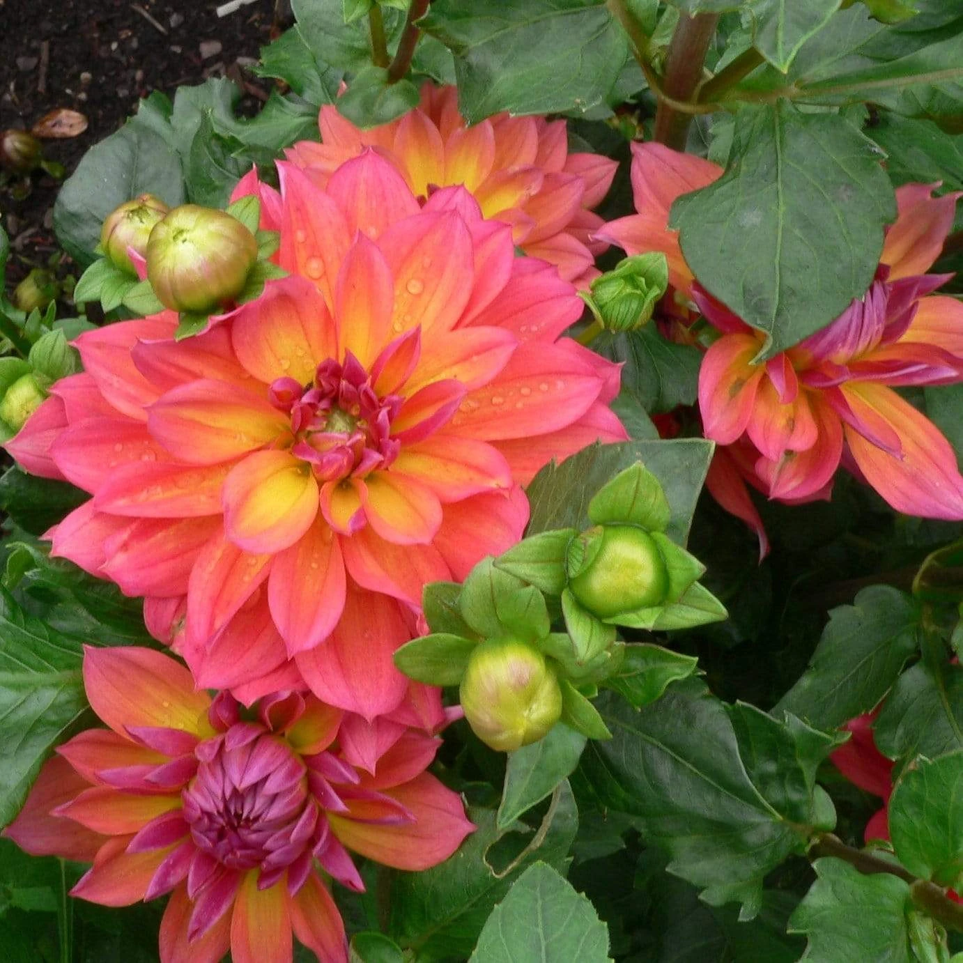 Roots Plants Dahlia 'Firepot' | 3L Pot Dahlias 4 Roots Plants Dahlia 'Firepot' | 3L Pot Dahlias