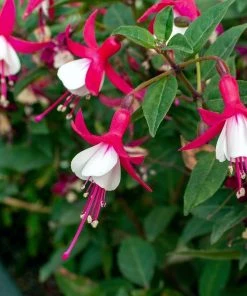 Roots Plants Hardy Fuchsia 'Alice Hoffman' | 3L Pot