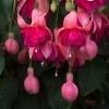 Roots Plants Hardy Fuchsia 'Garden News' | 3L Pot