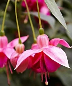 Roots Plants Hardy Fuchsia 'Garden News' | 3L Pot