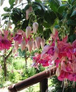 Roots Plants Hardy Fuchsia 'Garden News' | 3L Pot