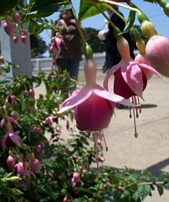 Roots Plants Hardy Fuchsia 'Garden News' | 3L Pot