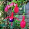 Roots Plants Hardy Fuchsia 'Tom Thumb' | 3L Pot Fuchsias