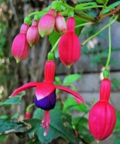 Roots Plants Hardy Fuchsia 'Tom Thumb' | 3L Pot Fuchsias