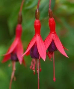 Roots Plants Hardy Fuchsia 'Tom Thumb' | 3L Pot Fuchsias