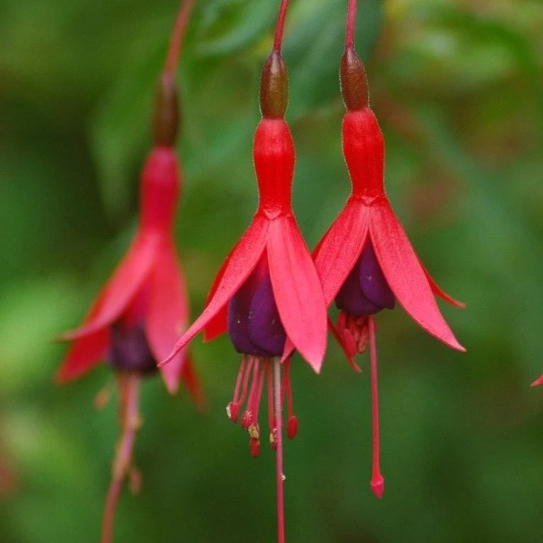 Roots Plants Hardy Fuchsia 'Tom Thumb' | 3L Pot Fuchsias 4 Roots Plants Hardy Fuchsia 'Tom Thumb' | 3L Pot Fuchsias