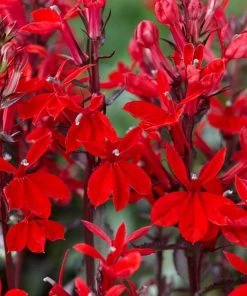 Roots Plants Lobelia 'Starship Scarlet'