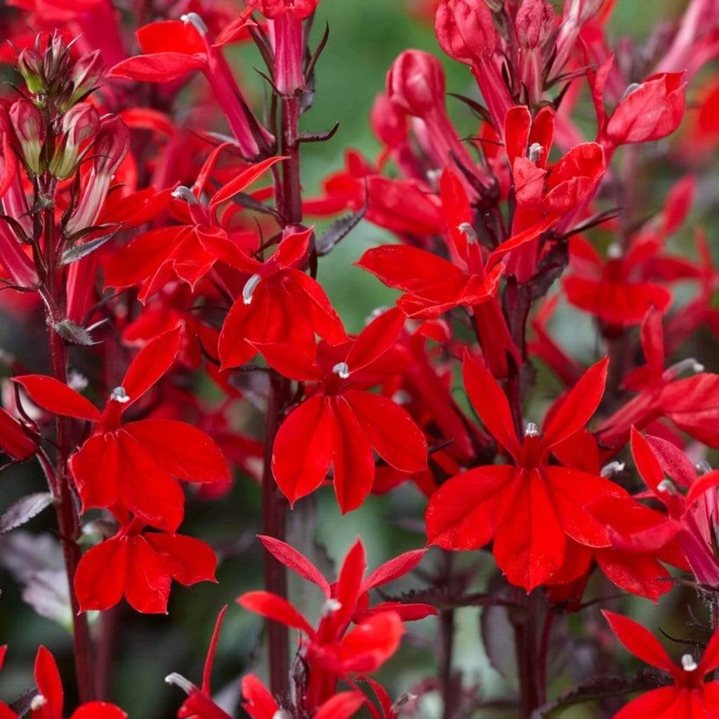 Roots Plants Lobelia 'Starship Scarlet' 4 Roots Plants Lobelia 'Starship Scarlet'