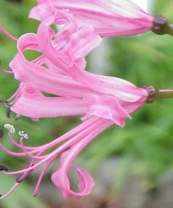 Roots Plants Guernsey Lily | Nerine Bowdenii | 3L Pot 8 Roots Plants Guernsey Lily | Nerine Bowdenii | 3L Pot
