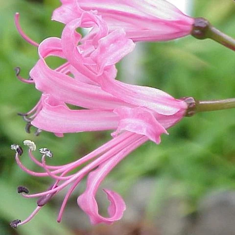 Roots Plants Guernsey Lily | Nerine Bowdenii | 3L Pot 5 Roots Plants Guernsey Lily | Nerine Bowdenii | 3L Pot