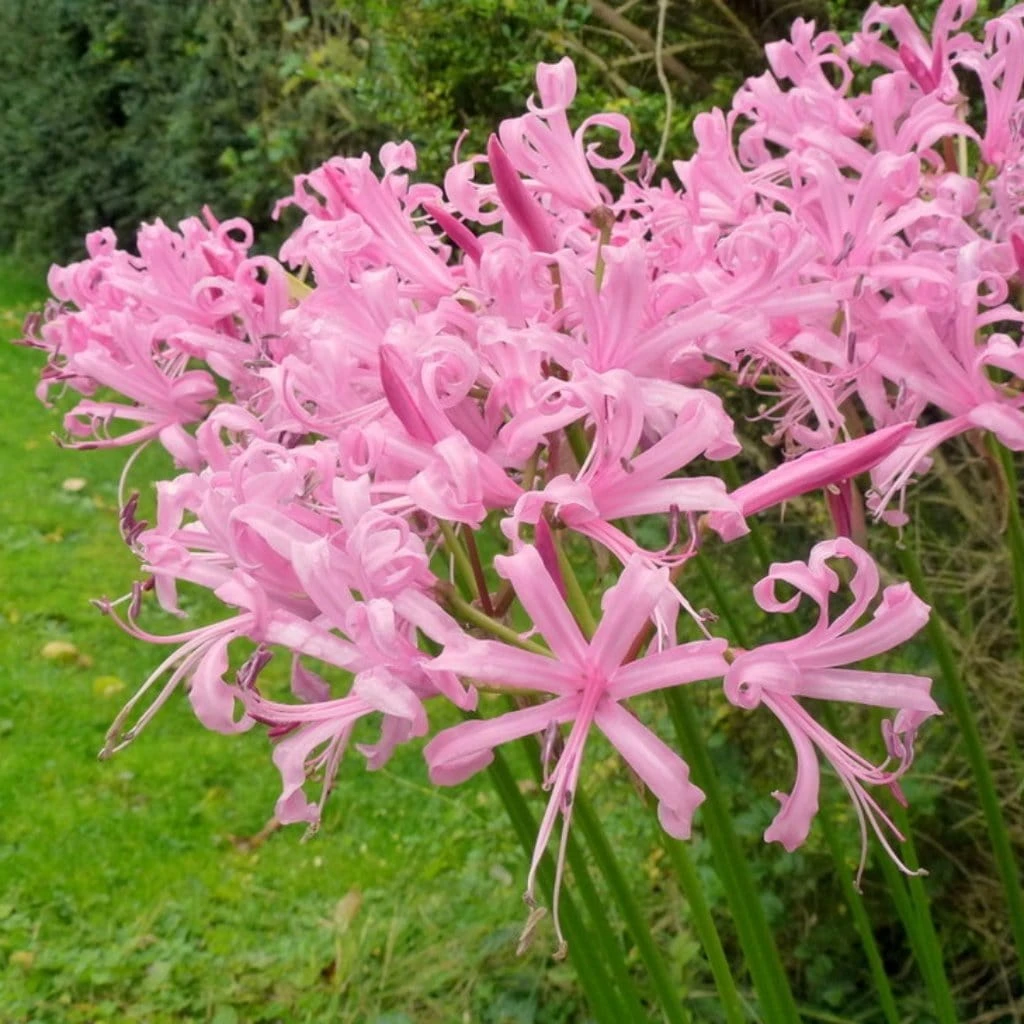 Roots Plants Guernsey Lily | Nerine Bowdenii | 3L Pot 4 Roots Plants Guernsey Lily | Nerine Bowdenii | 3L Pot