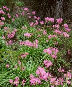 Roots Plants Guernsey Lily | Nerine Bowdenii | 3L Pot 9 Roots Plants Guernsey Lily | Nerine Bowdenii | 3L Pot
