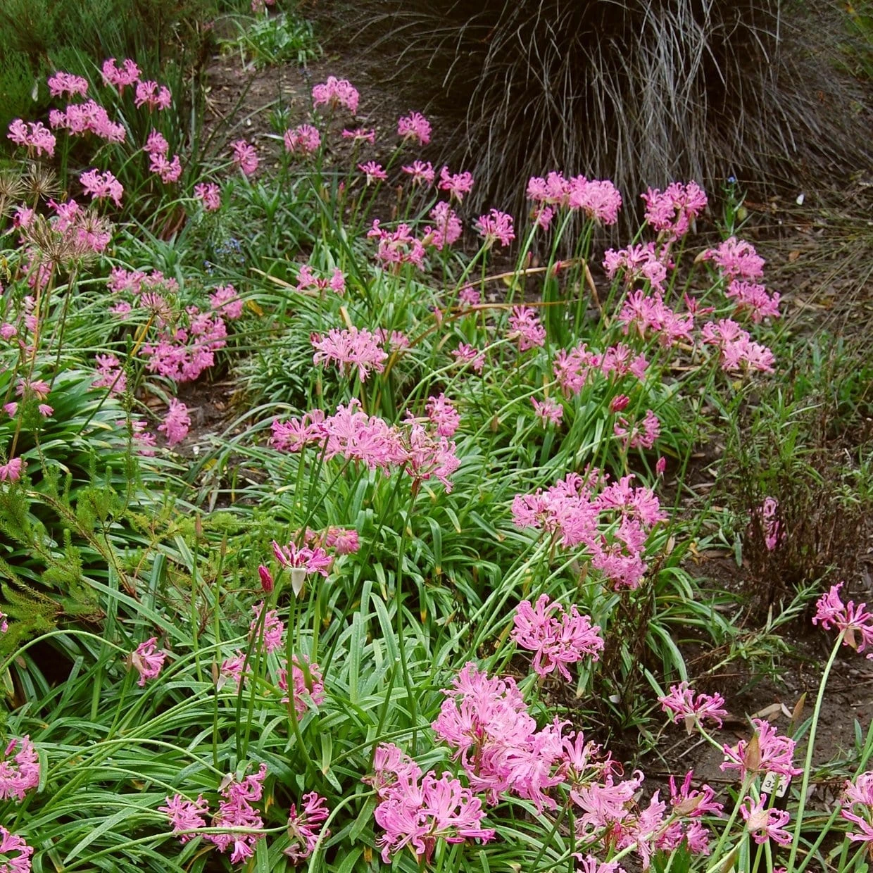 Roots Plants Guernsey Lily | Nerine Bowdenii | 3L Pot 6 Roots Plants Guernsey Lily | Nerine Bowdenii | 3L Pot