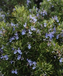 Roots Plants Perennials Barbeque Rosemary Plant | 3L Pot