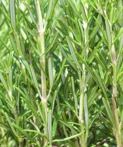 Roots Plants Perennials Barbeque Rosemary Plant | 3L Pot