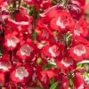 Roots Plants Perennials Penstemon 'Phoenix Red' | 3L Pot