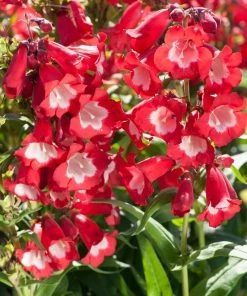 Roots Plants Perennials Penstemon 'Phoenix Red' | 3L Pot