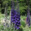 Roots Plants Perennials Delphinium 'Dark Blue Black Bee' 1 Roots Plants Perennials Delphinium 'Dark Blue Black Bee'